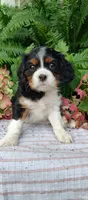 Lincoln , a male Cavalier King Charles Spaniel for sale in Canandaigua, NY – 3 of 5