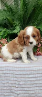 Buddy , a male Cavalier King Charles Spaniel for sale in Canandaigua, NY – 7 of 7
