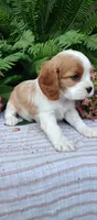 Rocky, a male Cavalier King Charles Spaniel for sale in Canandaigua, NY – 5 of 6