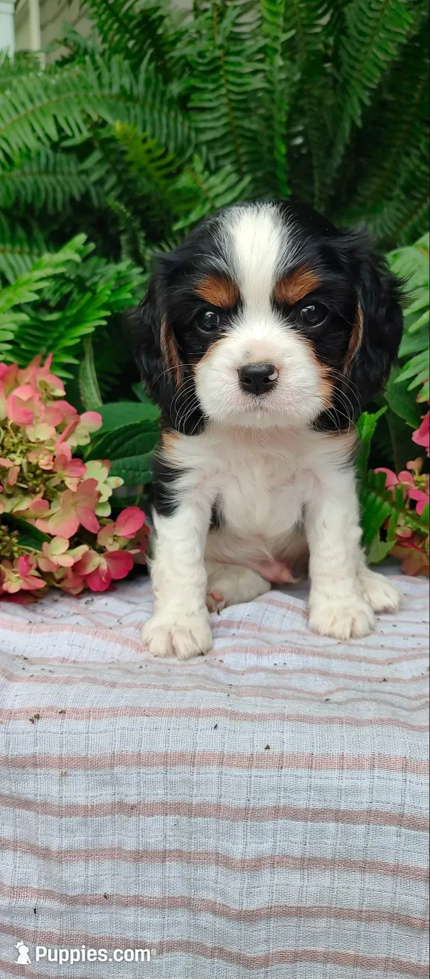 Leo, a male Cavalier King Charles Spaniel for sale in Canandaigua, NY – 3 of 5