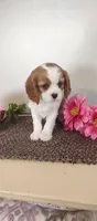 Eva , a female Cavalier King Charles Spaniel for sale in Canandaigua, NY – Photo 4 of 5