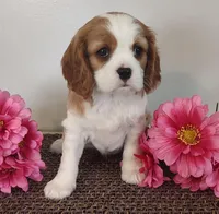 Eva , a female Cavalier King Charles Spaniel for sale in Canandaigua, NY – Photo 2 of 5