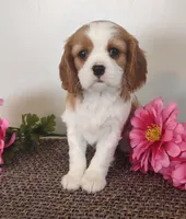 Eva , a female Cavalier King Charles Spaniel for sale in Canandaigua, NY – Photo 1 of 5
