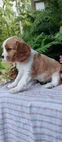 Rocky, a male Cavalier King Charles Spaniel for sale in Canandaigua, NY – 6 of 6