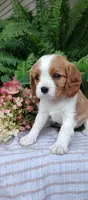 Rocky, a male Cavalier King Charles Spaniel for sale in Canandaigua, NY – 4 of 6