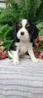 Leo, a male Cavalier King Charles Spaniel for sale in Canandaigua, NY – 2 of 5