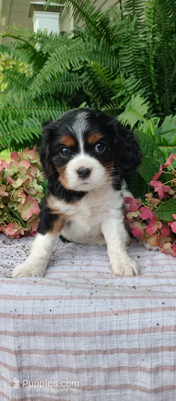 Lincoln  – Cavalier King Charles Spaniel puppy for sale in Canandaigua, NY