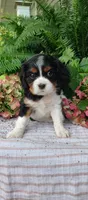 Lincoln , a male Cavalier King Charles Spaniel for sale in Canandaigua, NY – 1 of 5