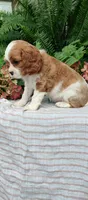 Buddy , a male Cavalier King Charles Spaniel for sale in Canandaigua, NY – 5 of 7