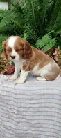 Buddy , a male Cavalier King Charles Spaniel for sale in Canandaigua, NY – 6 of 7