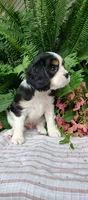 Leo, a male Cavalier King Charles Spaniel for sale in Canandaigua, NY – 5 of 5