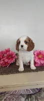 Lilly , a female Cavalier King Charles Spaniel for sale in Canandaigua, NY – Photo 2 of 5