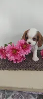 Lilly , a female Cavalier King Charles Spaniel for sale in Canandaigua, NY – Photo 5 of 5