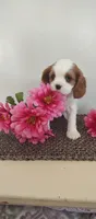 Lilly , a female Cavalier King Charles Spaniel for sale in Canandaigua, NY – Photo 3 of 5
