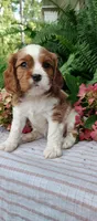 Buddy , a male Cavalier King Charles Spaniel for sale in Canandaigua, NY – 3 of 7