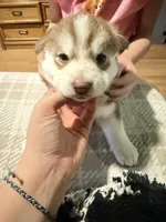 Black, a female Pomsky for sale in Butte, MT – 6 of 7