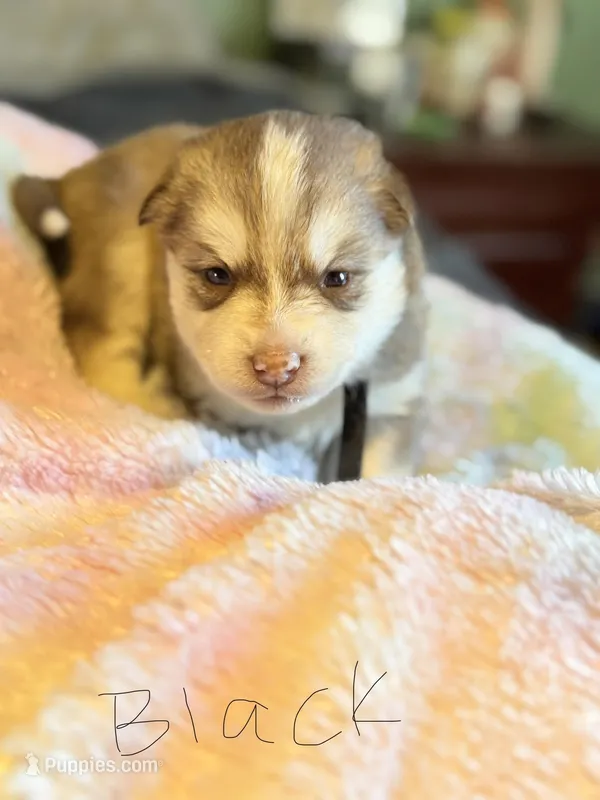 Black – Pomsky puppy for sale in Butte, MT