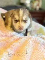 Black, a female Pomsky for sale in Butte, MT – Photo 1 of 2
