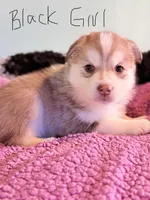 Black, a female Pomsky for sale in Butte, MT – 2 of 7