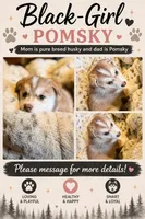 Black, a female Pomsky for sale in Butte, MT – 1 of 7