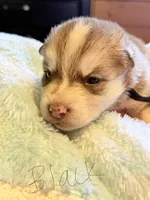 Black, a female Pomsky for sale in Butte, MT – Photo 2 of 2