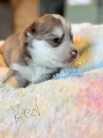 Red, a male Pomsky for sale in Butte, MT – Photo 1 of 2