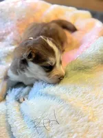 Red, a male Pomsky for sale in Butte, MT – Photo 2 of 2