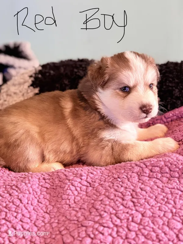 Red – Pomsky puppy on hold in Butte, MT
