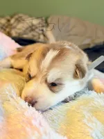 Teal, a female Pomsky for sale in Butte, MT – Photo 1 of 2