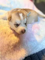 Teal, a female Pomsky for sale in Butte, MT – Photo 2 of 2