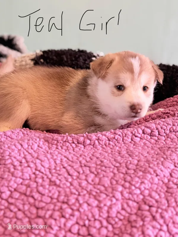 Teal – Pomsky puppy for sale in Butte, MT