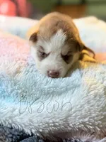 Brown, a male Pomsky for sale in Butte, MT – Photo 2 of 2