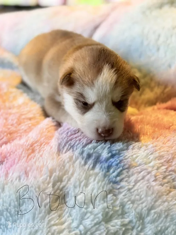 Brown – Pomsky puppy for sale in Butte, MT
