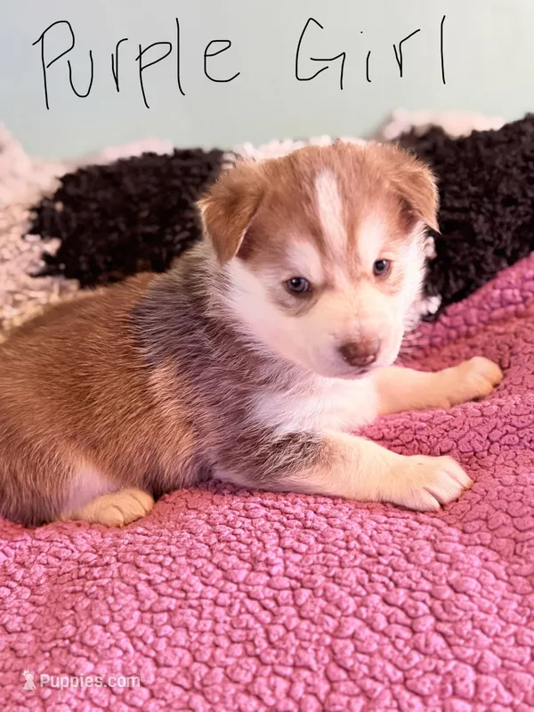Purple – Pomsky puppy on hold in Butte, MT