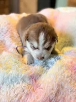 Purple, a female Pomsky for sale in Butte, MT – Photo 2 of 2