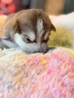 Purple, a female Pomsky for sale in Butte, MT – Photo 1 of 2