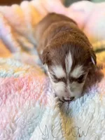 Yellow, a female Pomsky for sale in Butte, MT – Photo 2 of 2