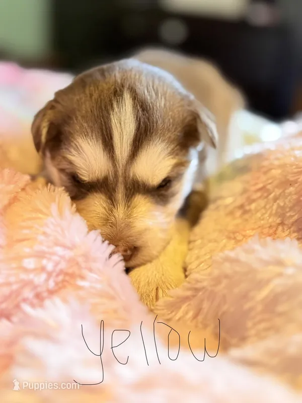 Yellow – Pomsky puppy for sale in Butte, MT