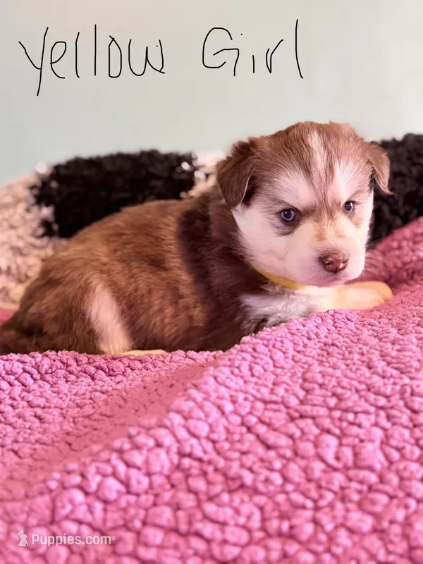 Yellow – Pomsky puppy on hold in Butte, MT