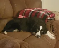 Bi Black #3, a male Miniature Australian Shepherd for sale in New Madison, OH – Photo 4 of 4