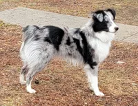 Bi Black #3, a male Miniature Australian Shepherd for sale in New Madison, OH – Photo 3 of 4