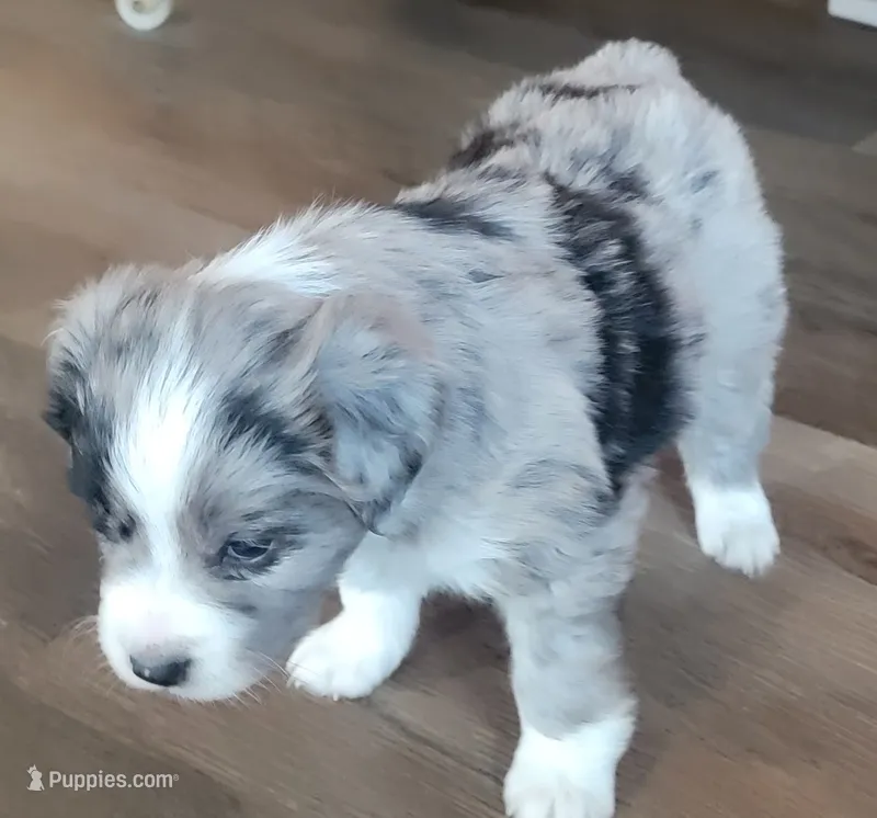 Bi Blue Merle #1