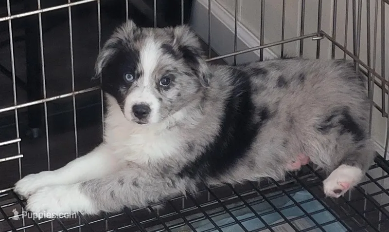 Bi Blue Merle #1