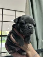 Penelope, a female French Bulldog for sale in Fort Worth, TX – 6 of 10