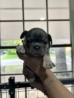 Baby June, a female French Bulldog for sale in Fort Worth, TX – 5 of 10