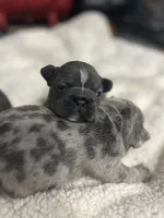 Lana, a female French Bulldog for sale in Fort Worth, TX – 8 of 10