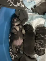 Baby June, a female French Bulldog for sale in Fort Worth, TX – 9 of 10