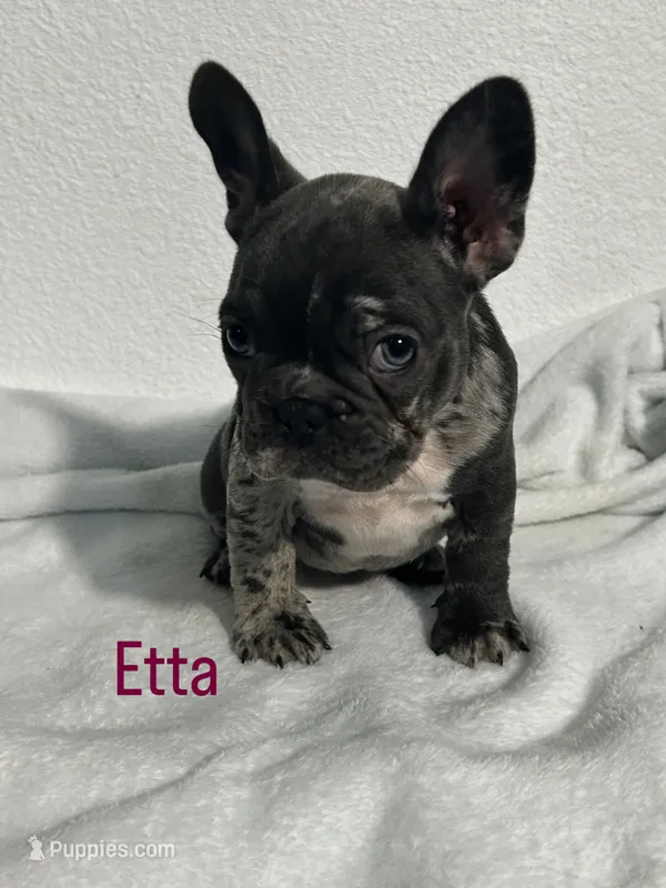 Etta – French Bulldog puppy for sale in Fort Worth, TX
