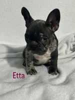 Etta, a female French Bulldog for sale in Fort Worth, TX – 1 of 10