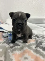 Lana, a female French Bulldog for sale in Fort Worth, TX – 6 of 10